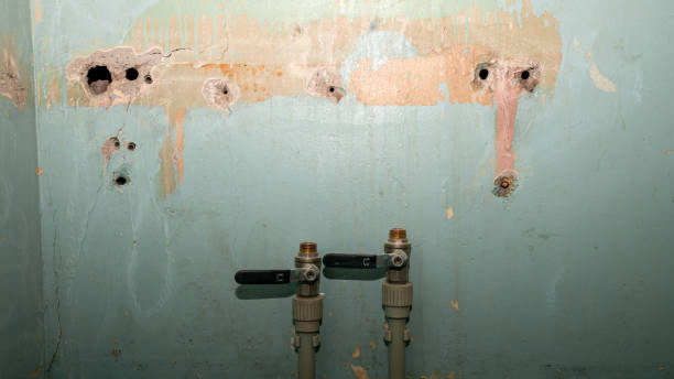 Best Professional water damage repair  in Bellevue, WI